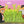Load image into Gallery viewer, Peek-A-BO - Halloween
