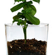 Load image into Gallery viewer, Mom Flower Garden Kit

