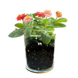 Load image into Gallery viewer, Happy Birthday Flower Garden Kit
